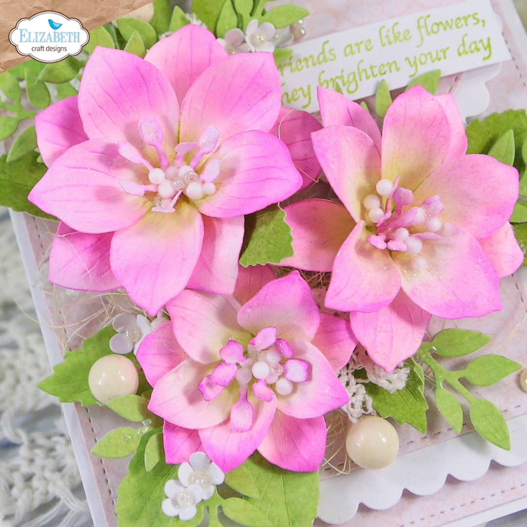 Lenten Rose
