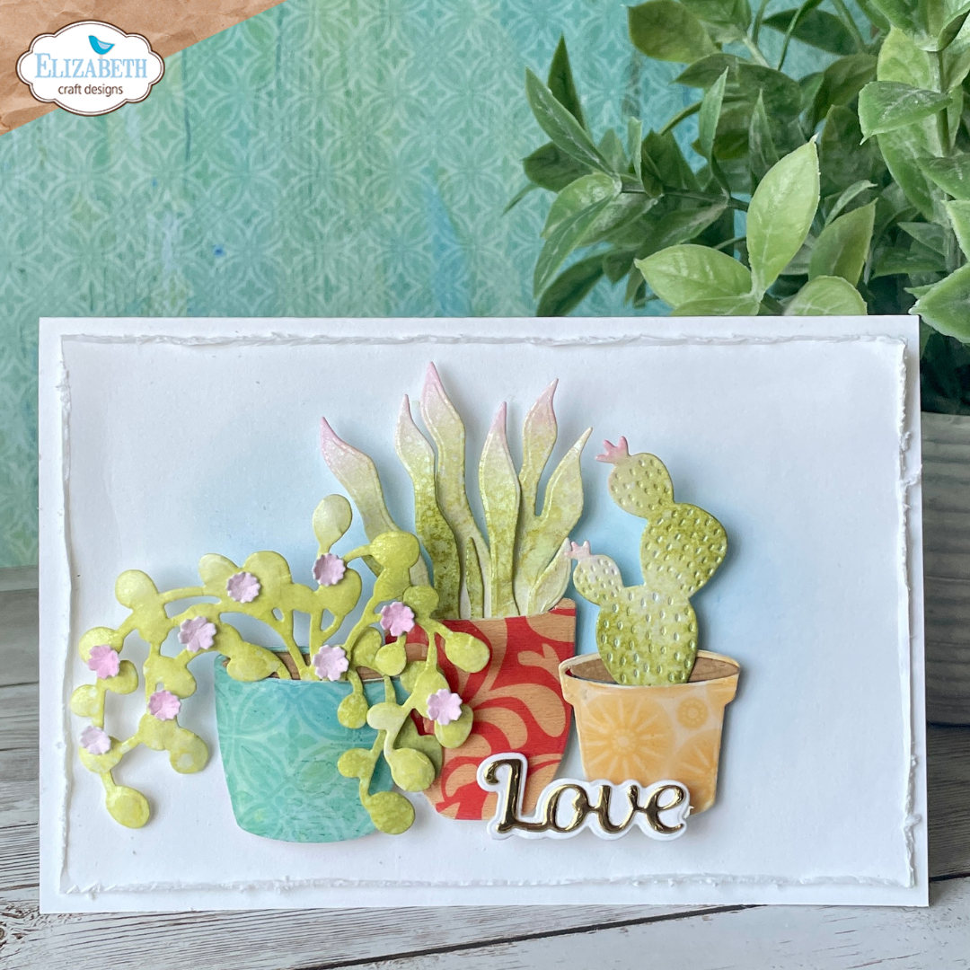 Succulents & Pots