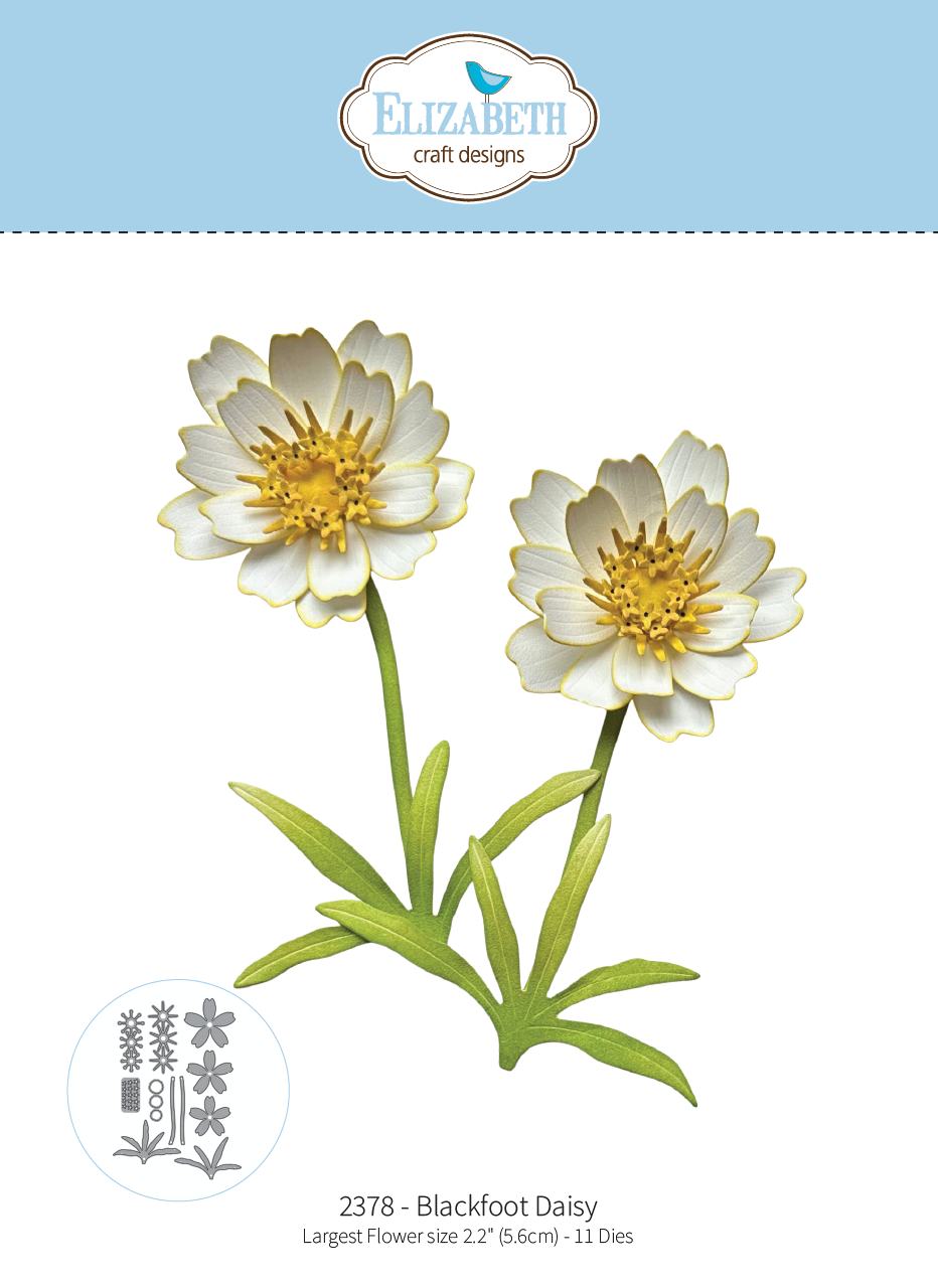 Blackfoot Daisy